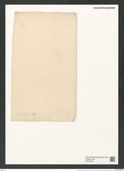 Actinoptychus delectus A. Schm. (de-Toni-Nr.: Genus 227, Species 5599) Zeichnungen Sammlung Grunow (NHMW-BOT-W0379463)